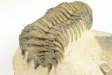 3.3" Crotalocephalina Trilobite - Atchana, Morocco - #201255-4